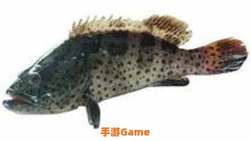 新鲜的斑点黄尾鱼