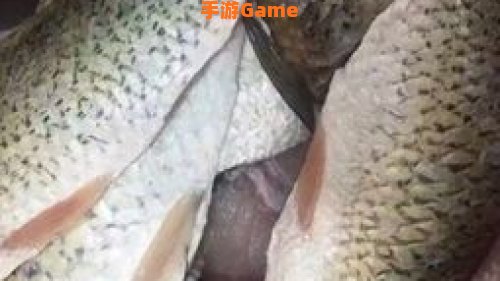 新鲜的斑点黄尾鱼