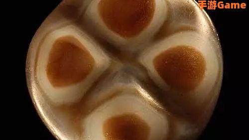 生命珠